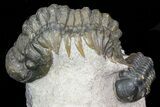 Crotalocephalina & Reedops Trilobite Association - Atchana #75574-4
